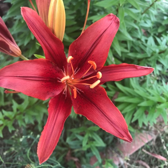 Meet your Posher, Lfc - Picture 3 of 4